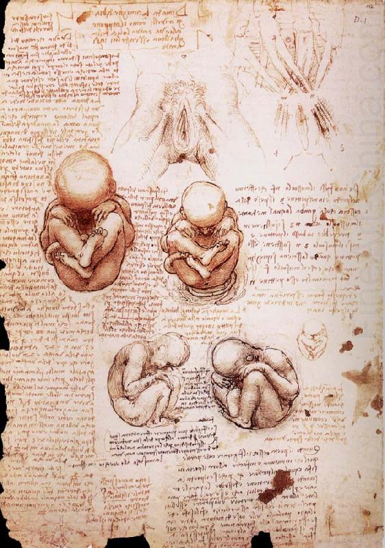 The Fotus in the Uterus, LEONARDO da Vinci